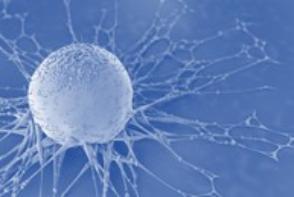 A cancer cell