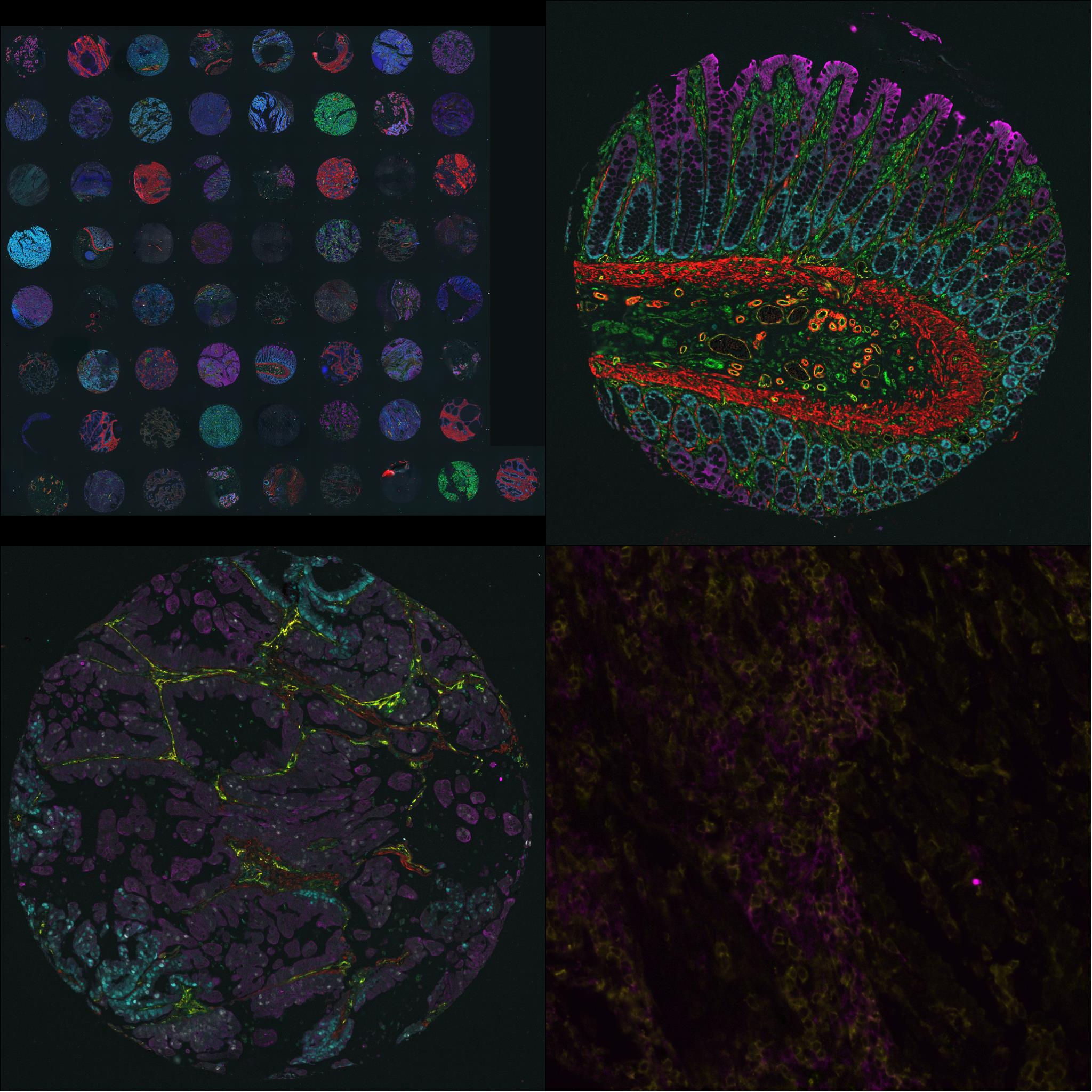 Example images taken with the Cell DIVE Multiplex Slide Scanner