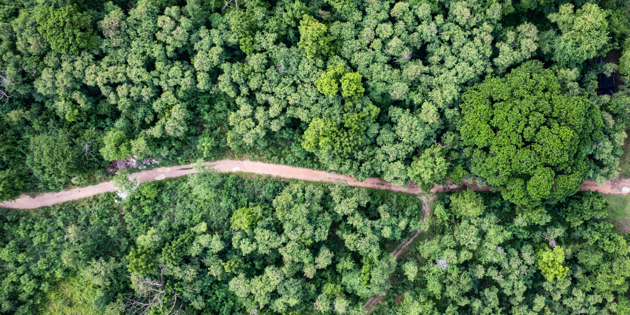 Bird's eye view of forest with pathway through the middle