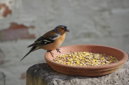 Do you know your robin from your wren?