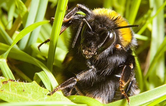 Bee 