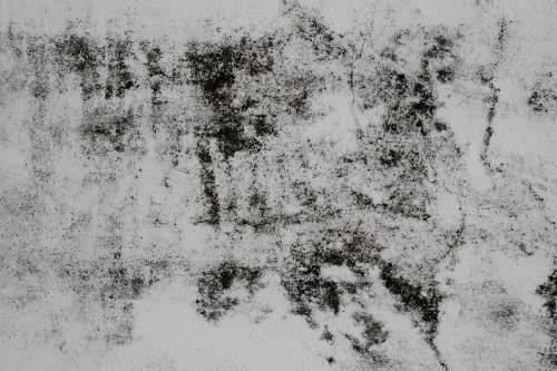 Mold on a wall