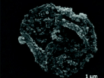 ‘Magnetically responsive’ microscopic drug carrier
