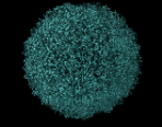 Model of a foot and mouth disease virus capsid. Credit: theasis/ iStock.com