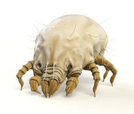 A dust mite