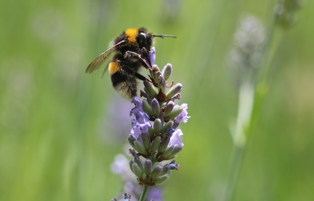 A bumblebee