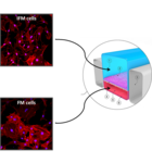 IFM cells