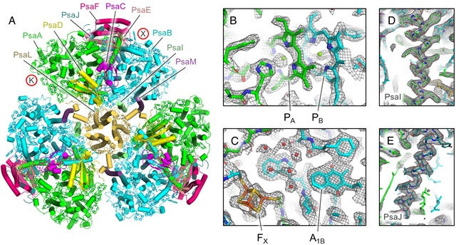 A cryo-electron microscopy structure of Photosystem I isolated from the bacterium Anthocerotibacter panamensis. Credit: Han-Wei Jiang et al./PNAS