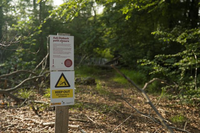Ash dieback has devastated ash trees across Europe (CREDIT: Paul Figg, RBG Kew)