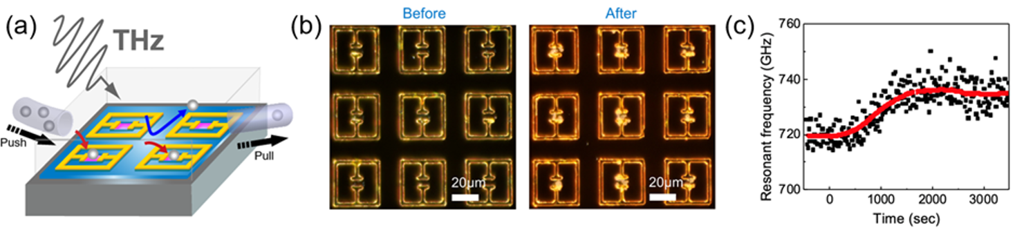 (a) Schematic of surface‐functionalised fluidic THz metasurfaces for microplastic detection in the aqueous environment. The gap area is coated by adhesive polymer (pink area), whereas it is treated by HMDS (blue area), which repels the microplastics. (b) Before and after circulating microplastic solution through the sensor, it is clearly shown that microplastics are selectively caught in the sensing area of the device. (c) Real-time microplastic detection. As the microplastic solution is being circulated at t = 0, the sensor starts detecting the accumulation of microplastics.