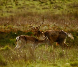 Photo of fallow deer taken by Dina El Tounsy-Garner