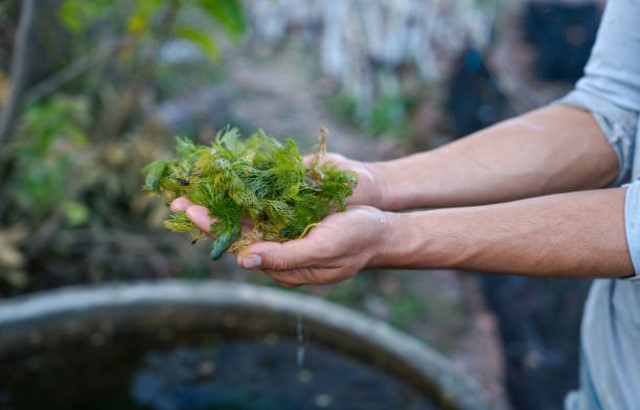 stock image of seaweed