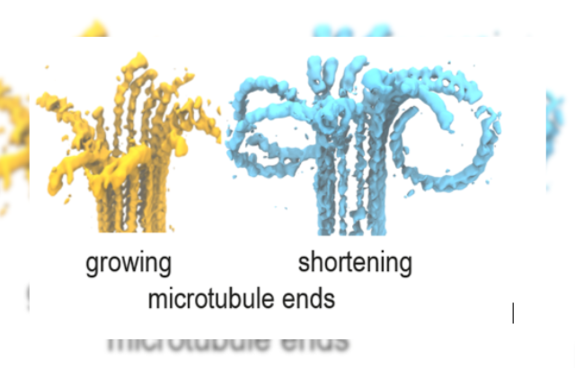 Growing (left) and shortening (right) microtubule ends frozen in their dynamics at cryogenic temperatures and resolved using electron tomography