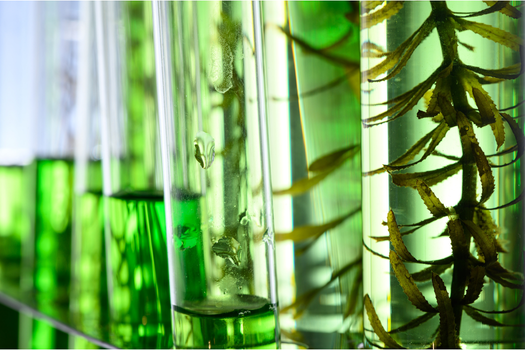 New Study Sheds Light on Early Origins of Photosynthesis on Earth