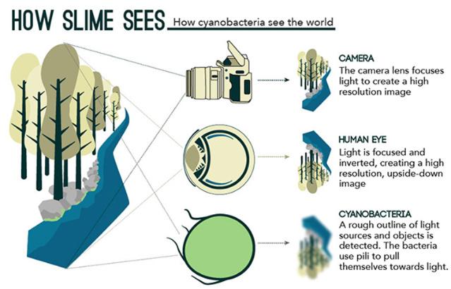 How slime sees