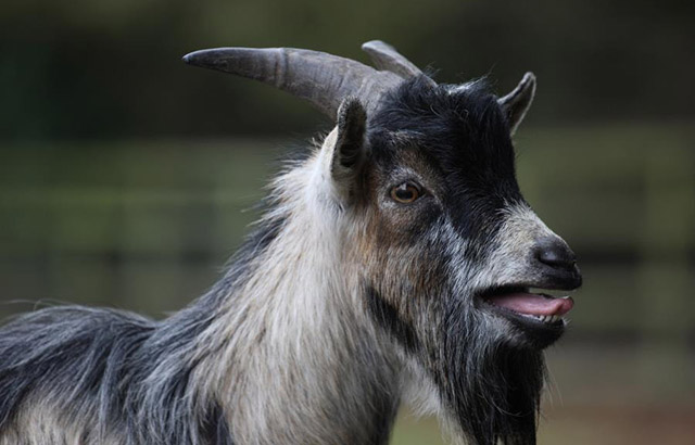 Goat