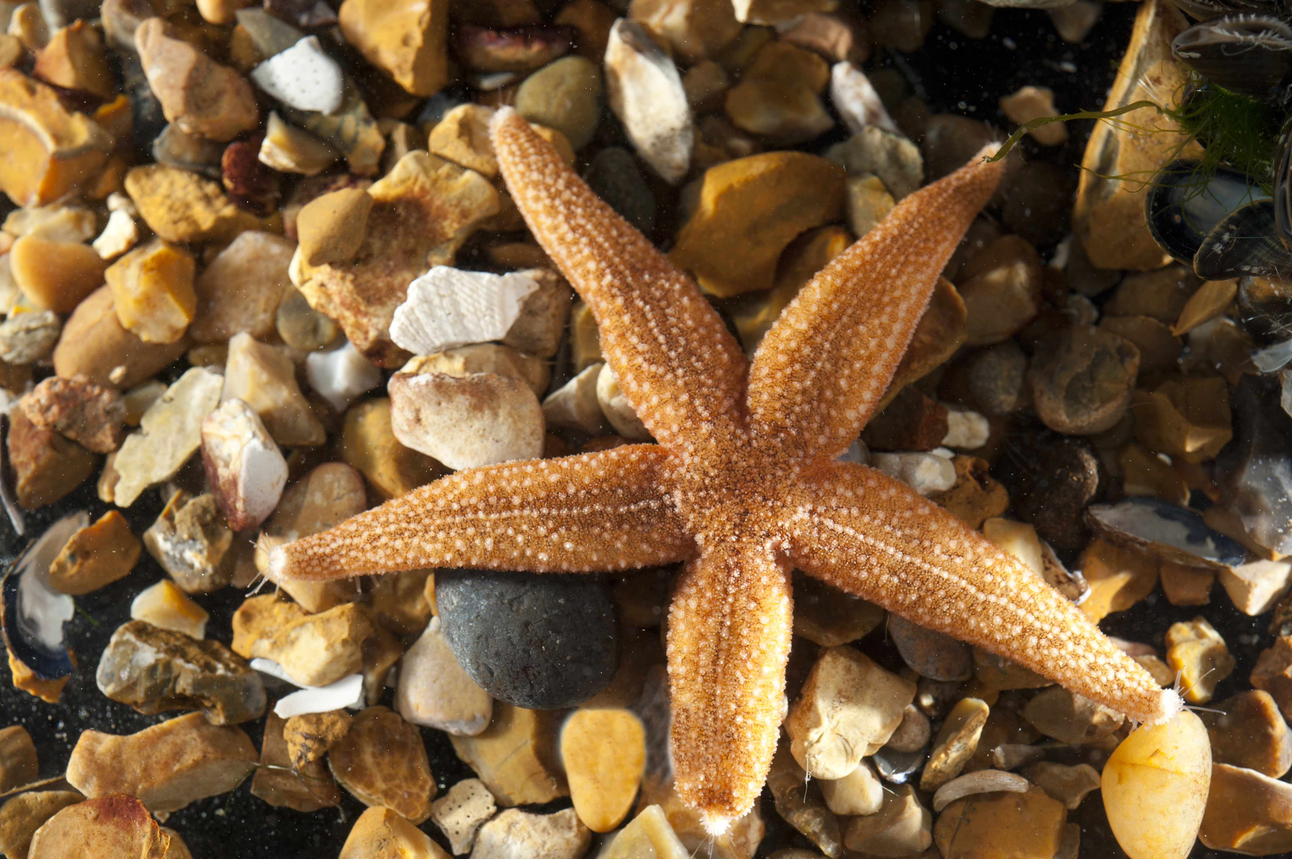 Starfish