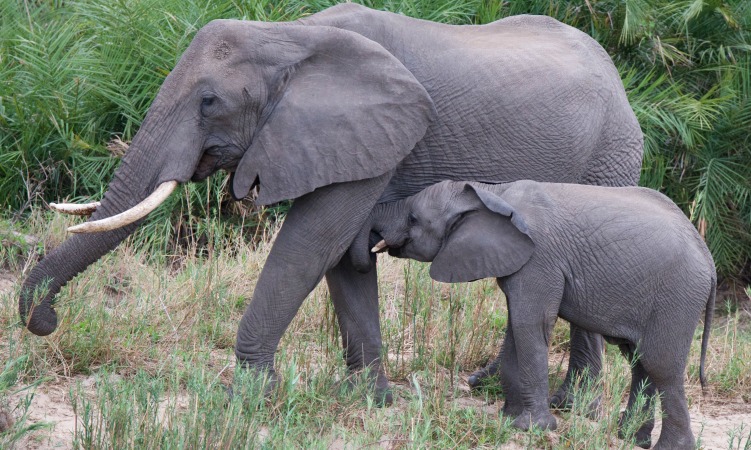 Elephants