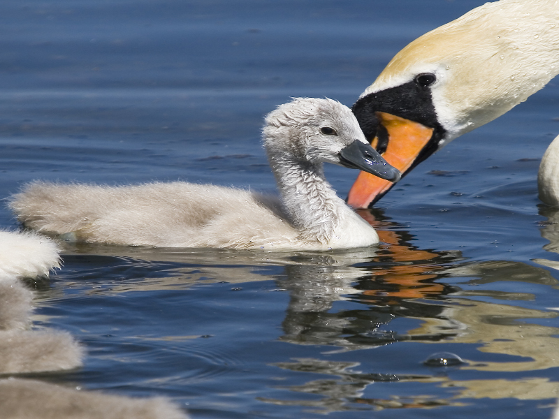 A parent swan helping out their baby swan