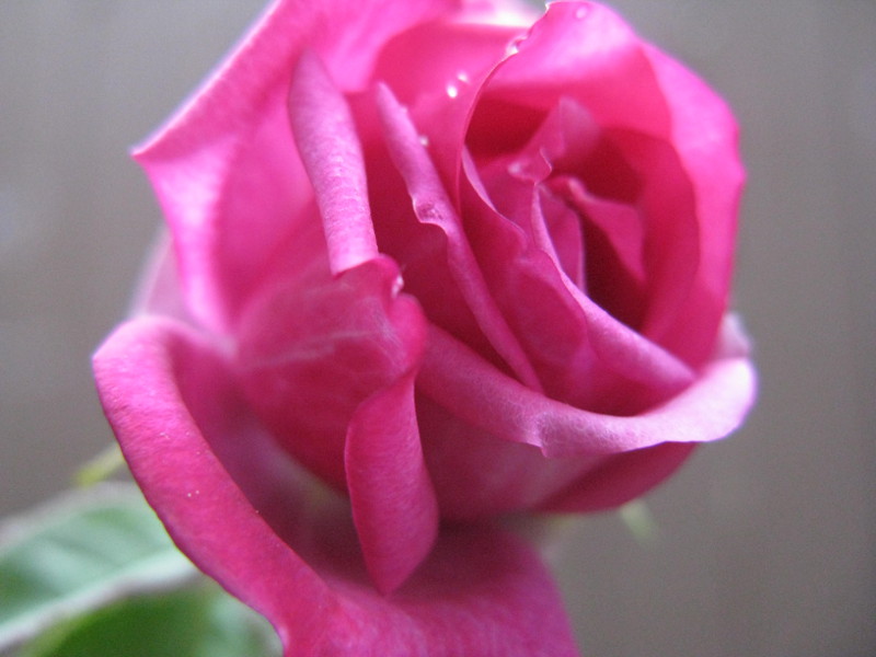 A new red rose emerging