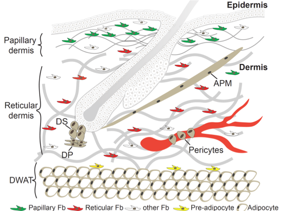 Figure 1: Skin dermis. Fibroblast lineage distribution in the distinct de. rmal sublayers (papillary, reticular, DWAT). Lineages give also rise to dermal sheath (DS), dermal papilla (DP) and arrector pili muscle (APM). Fb, fibroblast
